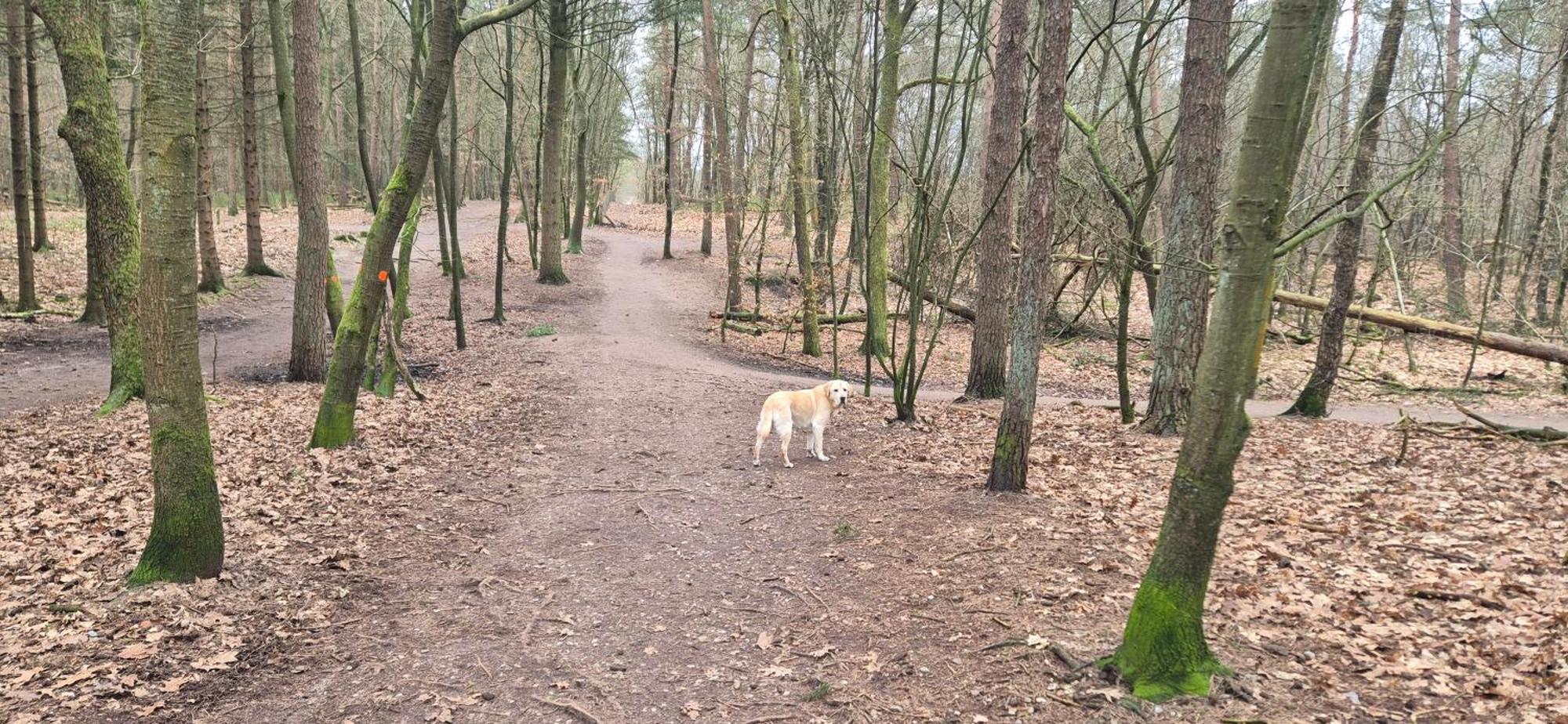 Het Veluwse Boshuisje Knus Chalet Met Omheinde Tuin Op De Veluwe 霍德鲁 外观 照片
